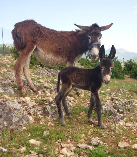 asini mamma e figlia